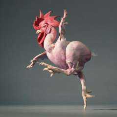 ريش الدجاج مفيد وغني بالبروتين.. دراسة تنصح بتناوله مع التوابل