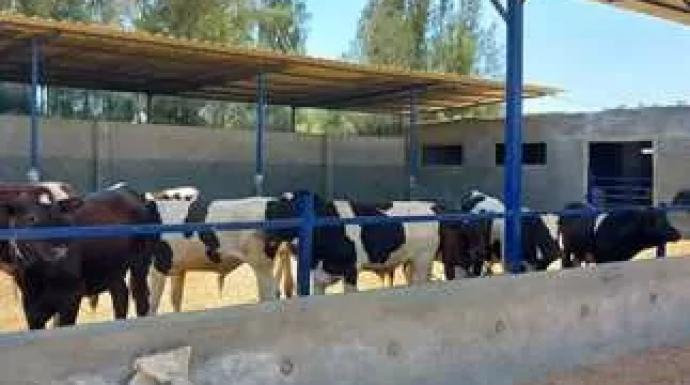 الزراعة تعلن آليات الاستفادة من المشروع القومي لإحياء البتلو