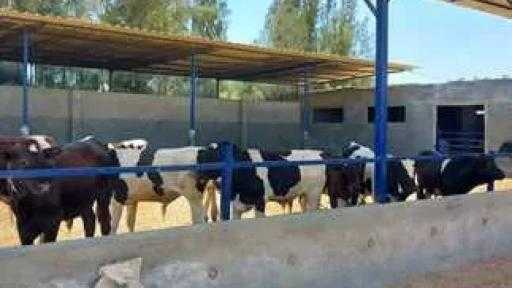 الزراعة تعلن آليات الاستفادة من المشروع القومي لإحياء البتلو