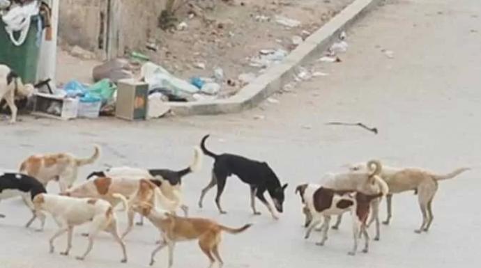 محافظ القاهرة يخصص قطعة أرض لإيواء الكلاب الضالة