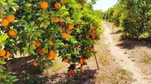 الطوبي: خفض الفحوصات الأوروبية على الموالح المصرية يعكس الثقة في سلامة الغذاء