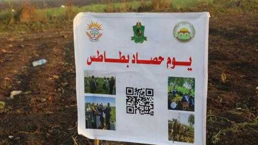 محافظ المنيا يشهد يوم حصاد البطاطس بمطاي