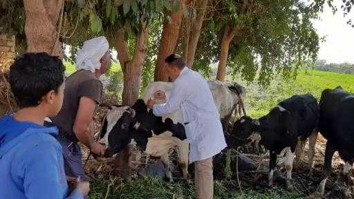 محافظ المنيا: تحصين 239 ألف رأس ماشية ضد «الحمى القلاعية وحمى الوادي المتصدع» وحملات مكثفة لمتابعة الأسواق