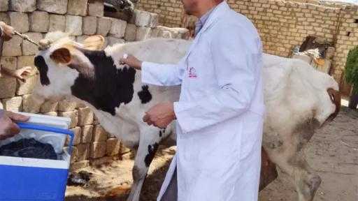 بيطري المنيا: تحصين 186 ألفًا و251 رأس ماشية ضمن الحملة الاستثنائية ضد الحمى القلاعية