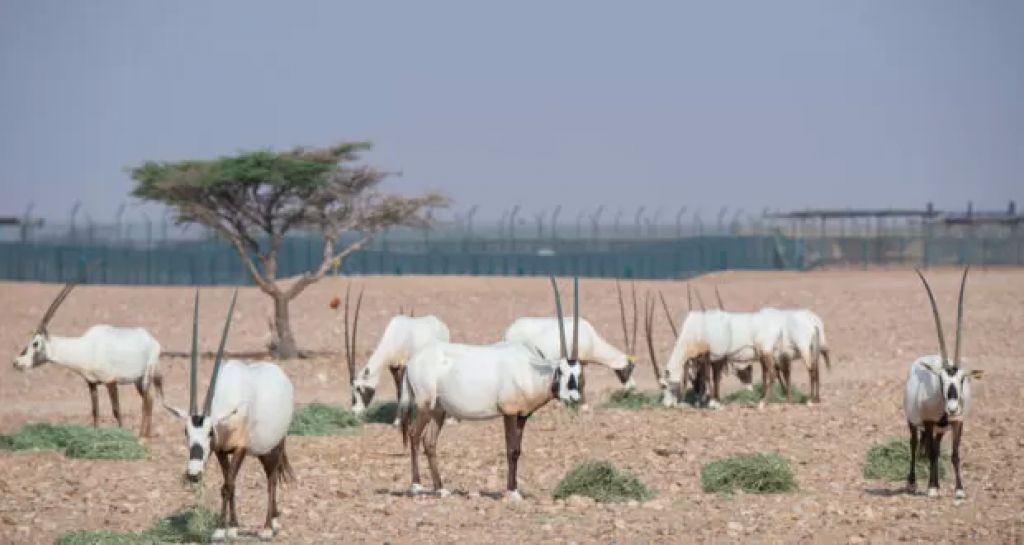 أرشيفية 